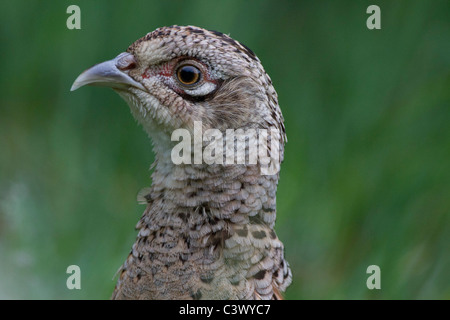 Henne-Fasan (Phasianus Colchicus) Nahaufnahme des Kopfes. Stockfoto