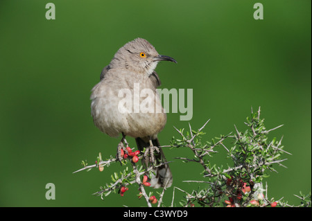 Kurve-billed Thrasher (Toxostoma Curvirostre), Erwachsene thront, Süden von Laredo, Webb County, Texas, USA Stockfoto