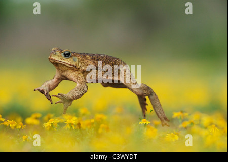 Cane Toad, Marine Kröte, riesige Kröte (Bufo Marinus), Erwachsene springen in Dogweed (Dyssodia Pentachaeta) Feld, Laredo, Texas Stockfoto