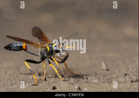 Schwarz und gelb Schlamm Dauber (Sceliphron Caementarium), weibliche sammeln Schlamm für Nest, Comal County, Hill Country, Zentral-Texas Stockfoto