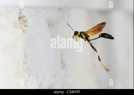 Schwarz und gelb Schlamm Dauber (Sceliphron Caementarium), weibliche im Flug bringt Schlamm zu verschachteln, Innenwand, Comal County, Texas Stockfoto