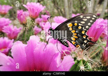 Schwarzen Schwalbenschwanz (Papilio Polyxenes), männliche Fütterung auf Erdbeere Igel Kaktus (Echinocereus Enneacanthus), Laredo, Texas Stockfoto