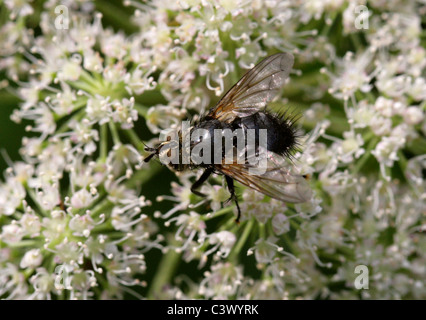 Tachinid Fly, Eurithia Anthophila, Tachinidae, Diptera. Weiblich. Stockfoto