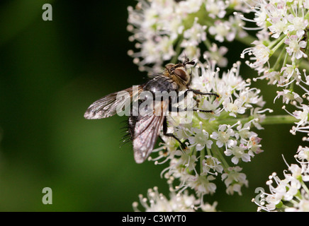 Tachinid Fly, Eurithia Anthophila, Tachinidae, Diptera. Weiblich. Stockfoto