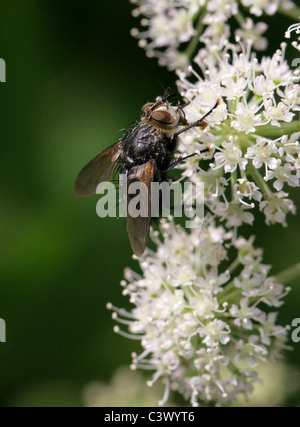 Tachinid Fly, Eurithia Anthophila, Tachinidae, Diptera. Weiblich. Stockfoto
