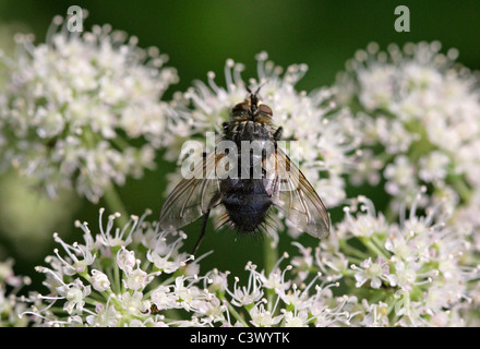 Tachinid Fly, Eurithia Anthophila, Tachinidae, Diptera. Weiblich. Stockfoto