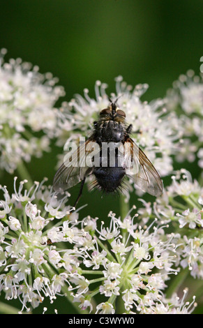 Tachinid Fly, Eurithia Anthophila, Tachinidae, Diptera. Weiblich. Stockfoto
