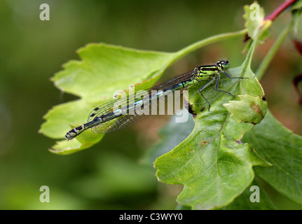 Weibliche Variable Damselfly, Coenagrion Pulchellum, Coenagrionidae, Odonata. Stockfoto
