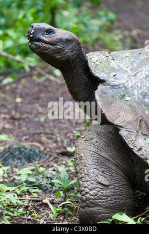 wilde Galápagos-Riesenschildkröte Geochelone Elephantopus, Santa Cruz Island, Galapagos-Inseln, Ecuador Stockfoto