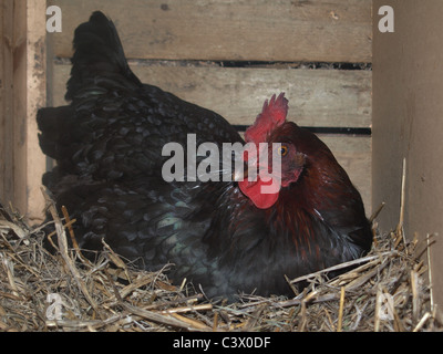 Black Rock Hybrid Huhn auf nest Stockfoto