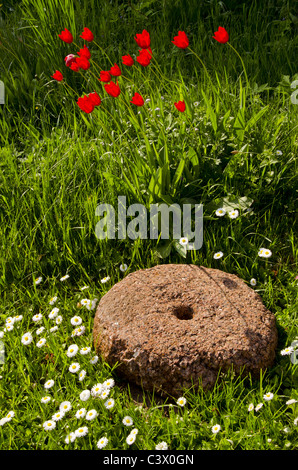 alter Mühlstein in den Garten und morgen Blumen Stockfoto