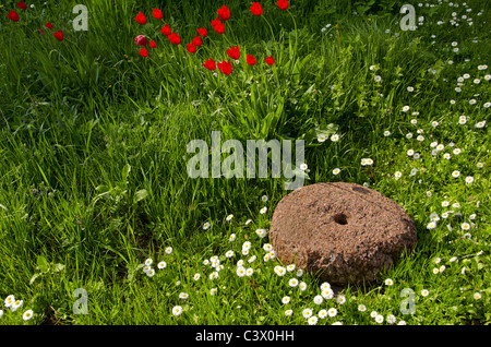 alter Mühlstein in den Garten und morgen Blumen Stockfoto