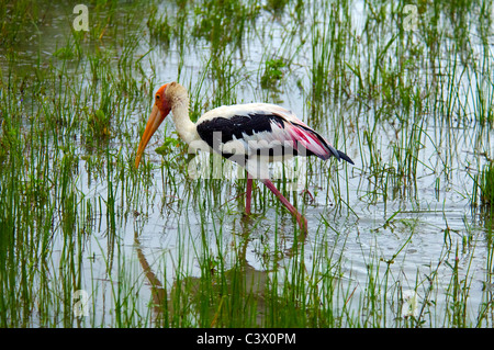 Bemalte Störche waten im Teich Bundala Nationalpark Süden Sri Lankas Stockfoto