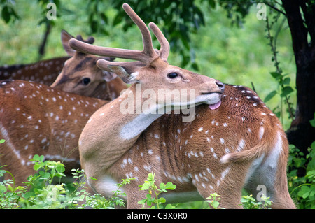 Gefleckte Rehe waschen Yala National Park Süd-Sri Lanka Stockfoto