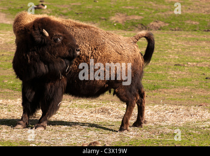 Holz-Bison (Bison Bison Athabascae) Stockfoto