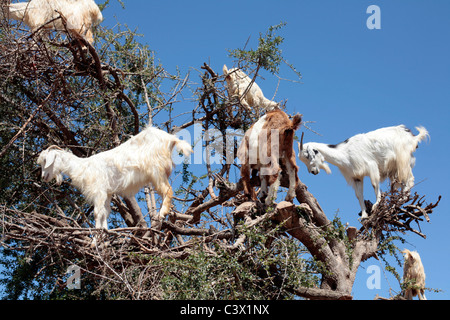 Ziegen füttern in einem Arganbaum, Marokko. Stockfoto