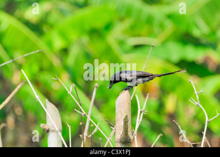 Unreife schwarze Drongo mit den Fang Stockfoto