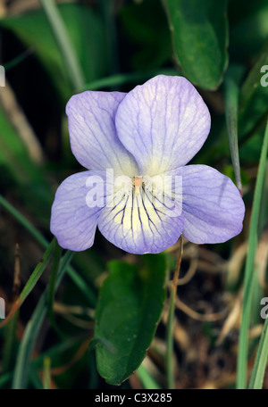 Fen-violett oder Turlough Veilchen - Viola persicifolia Stockfoto