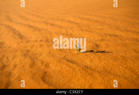 Algerien, Djanet, Sahara Dessert, kleine Pflanze überleben in Sand. Stockfoto