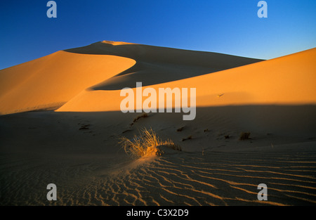 Algerien, Djanet, Sahara Dessert, Pflanzen überleben in Sand. Sanddünen. Stockfoto