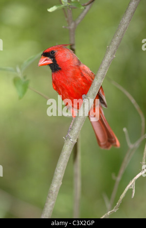 Ein roter Vogel, The Northern Kardinal männlich, Cardinalis cardinalis Stockfoto