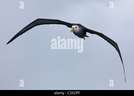 Im Flug, gewellten Albatros, Phoebastria Irrorata, Punta Suarez, Espanola Insel, Galapagos-Inseln, Ecuador Stockfoto