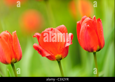 Drei rote Tulpen in einem grünen fied Stockfoto