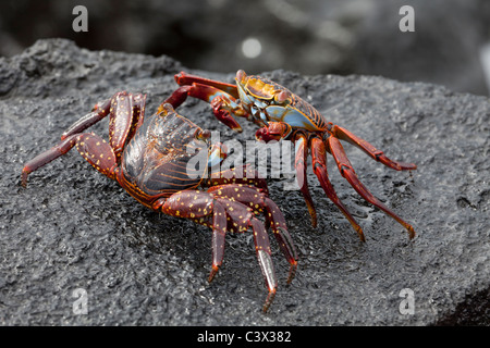 Nachleuchten der zwei Sally Lightfoot Grapsus Grapsus Krabben Paarung, Punta Espinoza, Fernandina Insel, Galapagos-Inseln, Ecuador Stockfoto