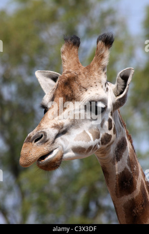 Porträt einer Rothschild-Giraffe Stockfoto