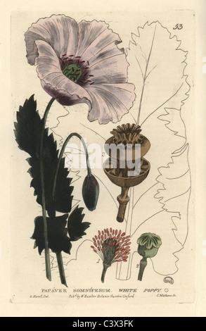 Weiß oder Schlafmohn, Papaver Somniferum. Stockfoto