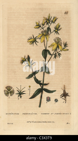 Gemeinsamen Johanniskraut, Hypericum Perforatum. Stockfoto