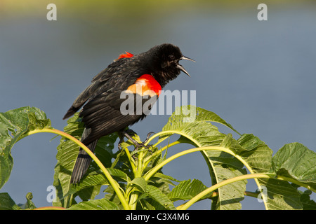Rotschulterstärling, Agelaius Phoeniceus, Venice, Florida Stockfoto