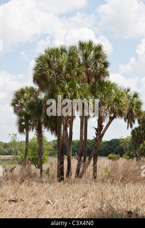 Kohl-Palme, Sabal Palmetto, Süd-Florida, USA Stockfoto