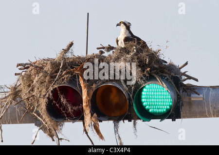 Fischadler Pandion Haliaetus am Nest gebaut auf Ampeln, Venice, Florida, USA Stockfoto