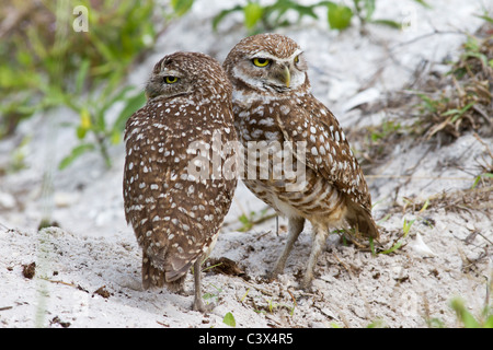 Paar Burrowing Owls, Athene Cunicularia, Florida, USA Stockfoto