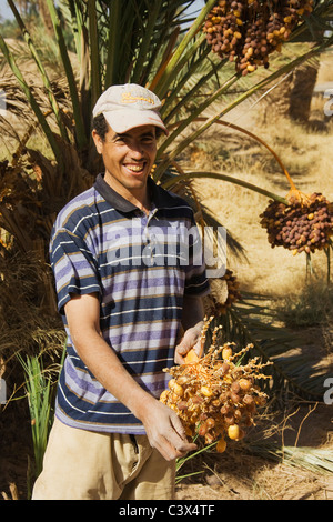 Dattelpalme (Phoenix Dactylifera). Mann mit Haufen von reife Datteln nur im Oktober geerntet. Marokko Stockfoto