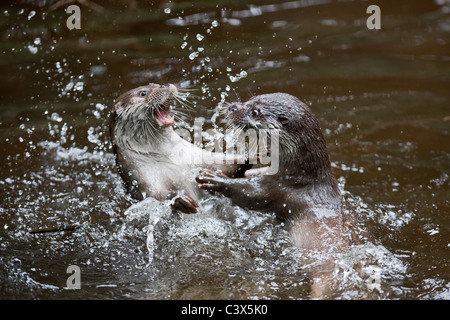 Jungen Gefangenen Playfighting europäischen Fischotter (Lutra Lutra) Stockfoto