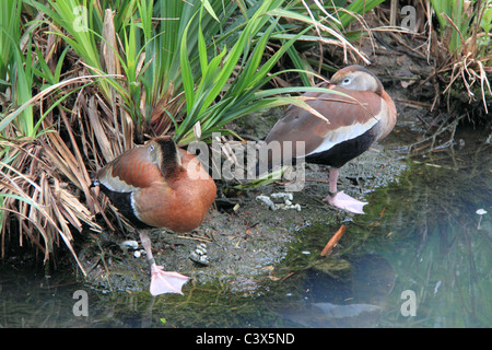 Schwarzbäuchigen Pfeifen-Enten (Dendrocygna Autumnalis) bei WWT London Wetland Centre, Barnes, London, Großbritannien, UK, Europa Stockfoto