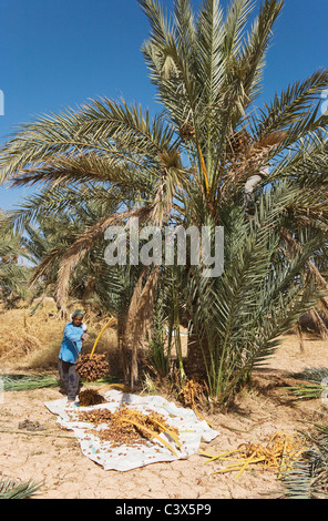 Dattelpalme (Phoenix Dactylifera). Die Termine in der Palmeries von Rissani in der Tafilalt in der Regel werden im Oktober geerntet. Marokko Stockfoto