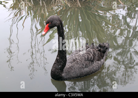 Black Swan (Cygnus olor) bei WWT London Wetland Centre, Barnes, London, Großbritannien, UK, Europa Stockfoto