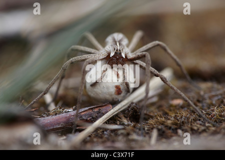 Baumschule Web Spider, Ei Pisaura Mirabilis trägt sie sac Stockfoto