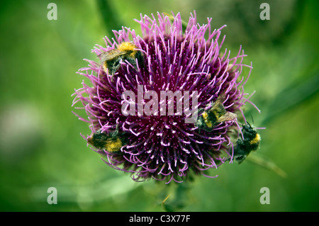 Bienen sammeln Pollen von einer Blüte in einem englischen Garten Stockfoto