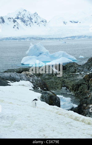 Einsames Pinguin auf Petermann Island, Antarktis. Stockfoto