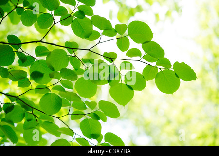 Baum, Nahaufnahme, Präfektur Chiba, Honshu, Japan Stockfoto