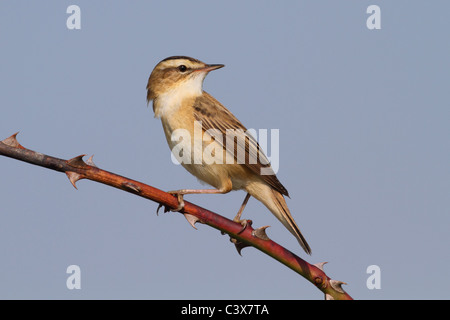 Sedge Warbler Acrocephalus schoenobaenus Stockfoto