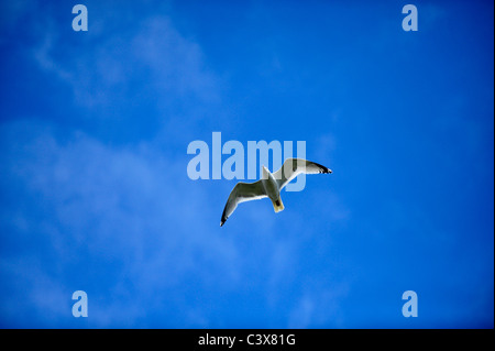 Eine gemeinsame Erwachsene Möwe im Flug Stockfoto