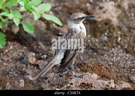 Galápagos-Spottdrossel (Mimus Parvulus), Genovesa Tower Island, Galapagos-Inseln, Ecuador Stockfoto