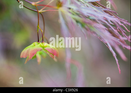 Acer Palmatum var. Dissectum. Glatte japanischer Ahorn Baumblätter und Samenkapseln Stockfoto