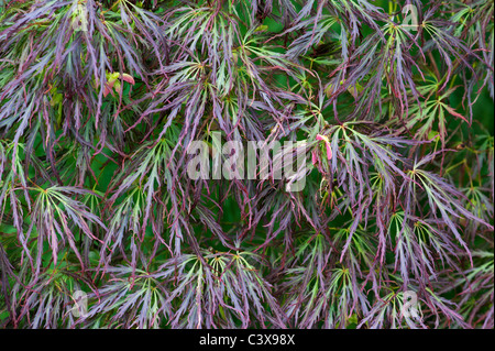 Acer Palmatum var. Dissectum. Glatte japanischer Ahorn Baumblätter und Samenkapseln Stockfoto