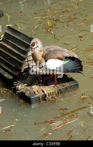 Ente in der Nähe von Nistkasten auf dem Wasser Stockfoto